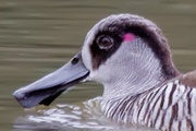 Pink-eared Duck (Malacorhynchus membranaceus)